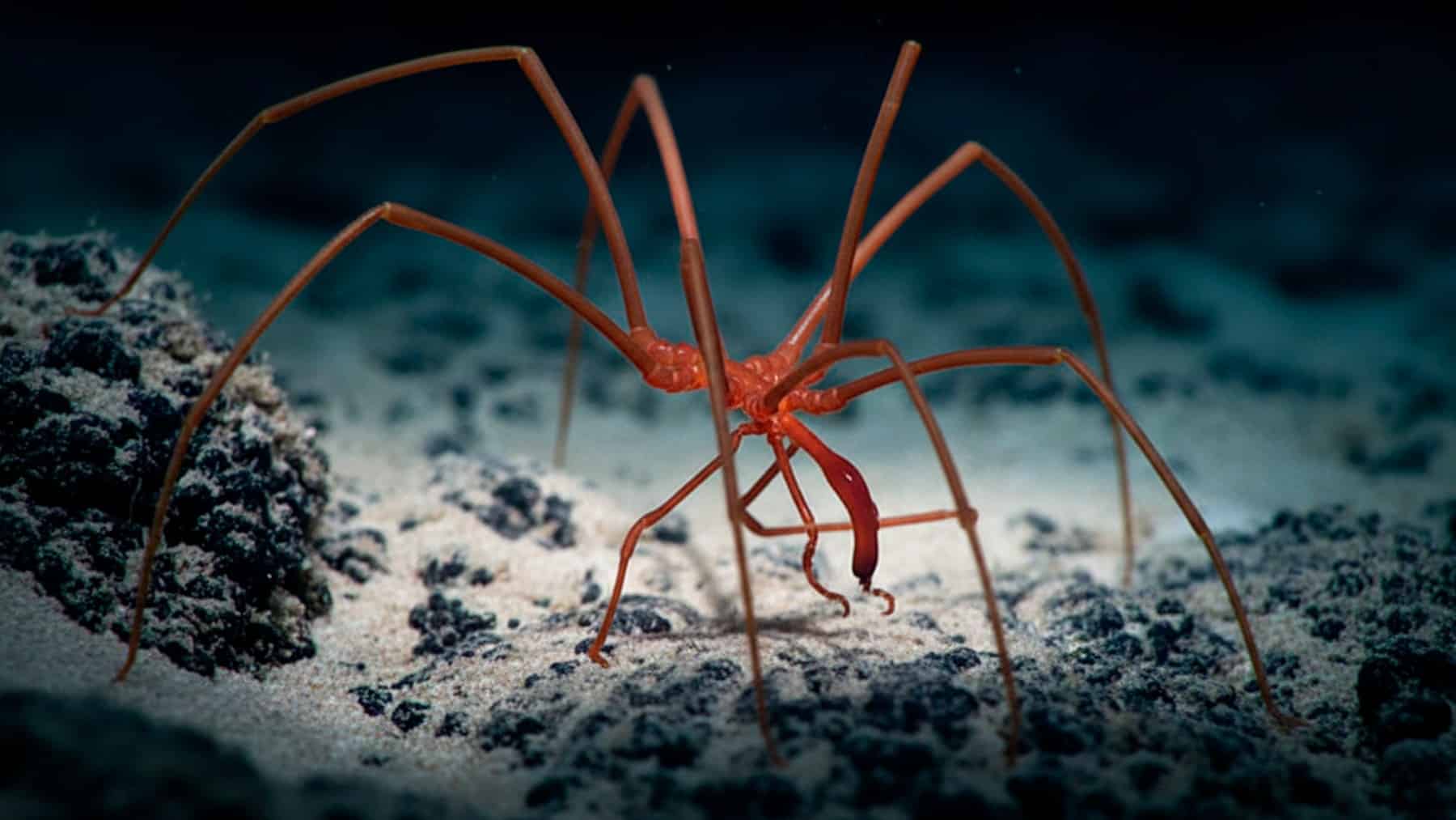 Mysterious giant spider blobs in California