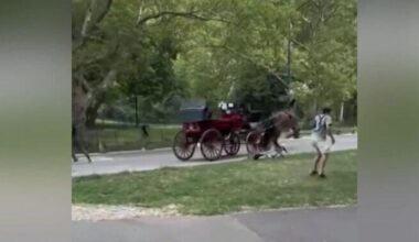 Video shows NYC carriage horse get loose in Central Park, crash into sign