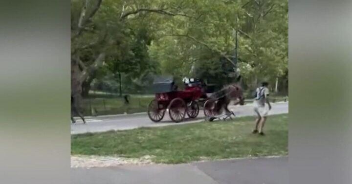 Video shows NYC carriage horse get loose in Central Park, crash into sign