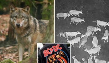 AC/DC has wolves 'thunderstruck' in rockin' new way to protect cattle: