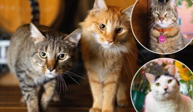 Shops Cats of New York book spotlights the city's best kitties
