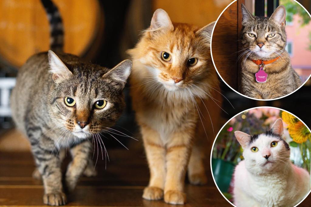 Shops Cats of New York book spotlights the city's best kitties
