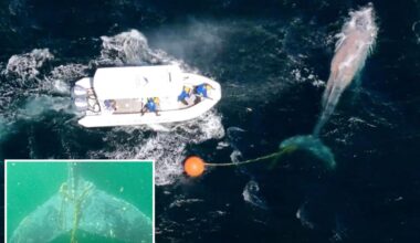 Humpback whale freed from tangled fishing line in 'challenging operation'