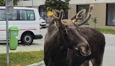 Emil the Elk caught in Austria after summer roaming across Central Europe goes viral