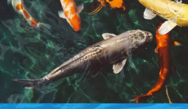 9 animals with lifespans longer than humans