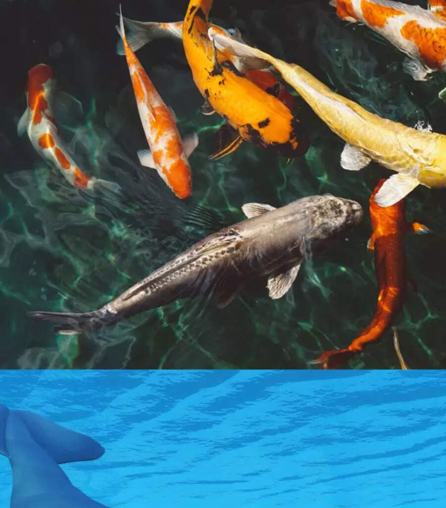 9 animals with lifespans longer than humans