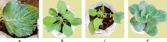 figure 14