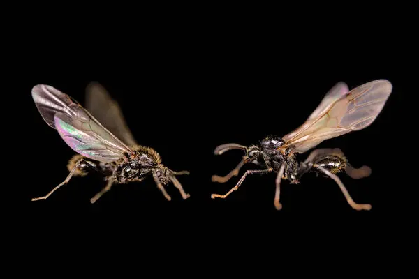 Ant Queens Produce Males from Different Species in Groundbreaking Discovery