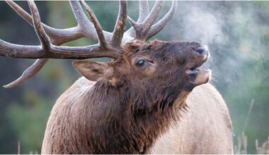 Massive Elk Caught On Video In Canada: WATCH