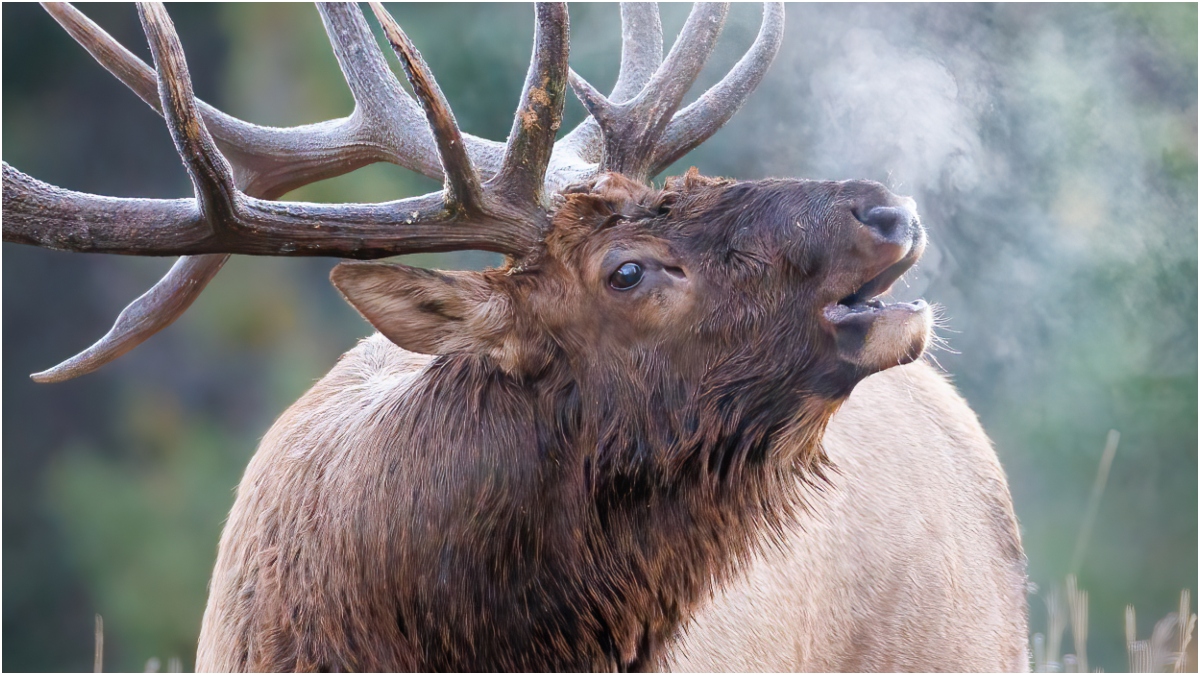 Massive Elk Caught On Video In Canada: WATCH