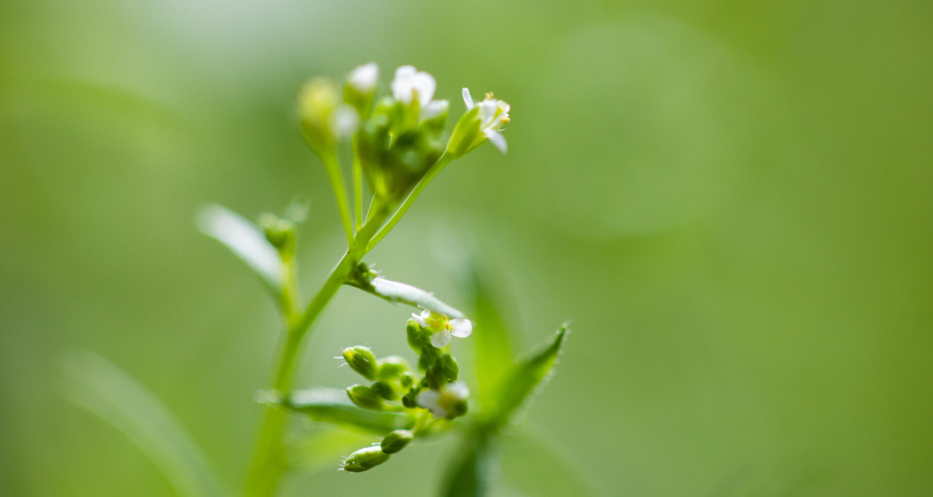 Genetic mechanism reveals how plants coordinate flowering with light and temperature conditions