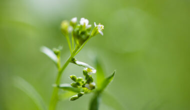 Genetic mechanism reveals how plants coordinate flowering with light and temperature conditions