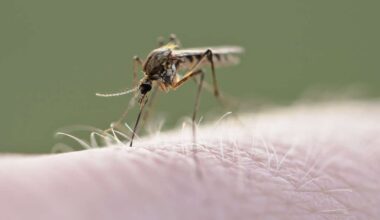 8 human cases of West Nile virus — 1 death — detected in Utah, Davis counties