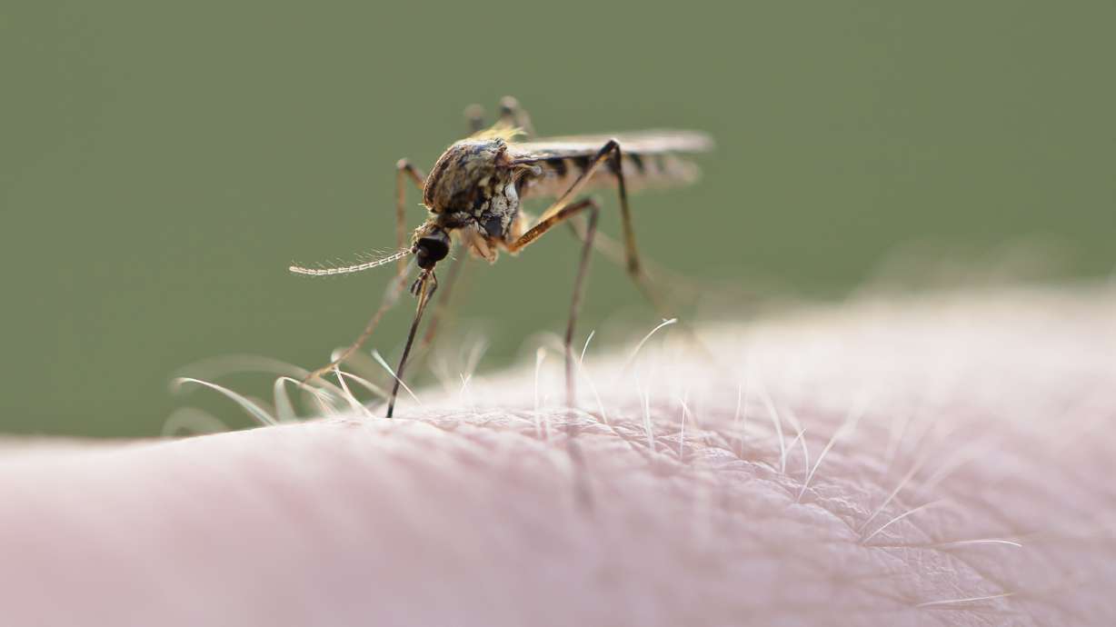 8 human cases of West Nile virus — 1 death — detected in Utah, Davis counties