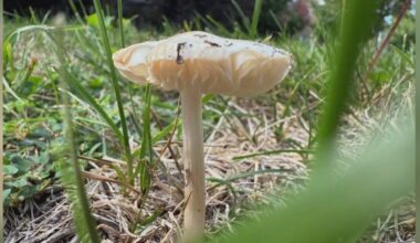 Mushrooms begin popping up all over the Chicago area
