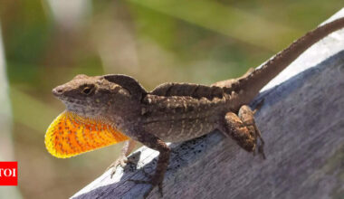 Lizards carrying deadly lead levels: They should be dead, but they are surviving |