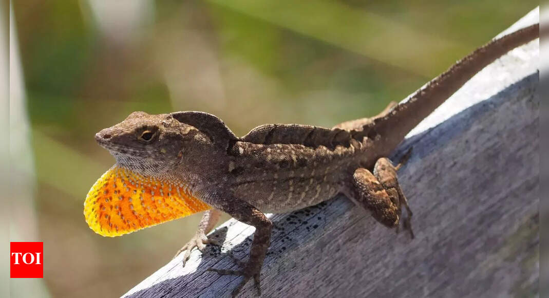 Lizards carrying deadly lead levels: They should be dead, but they are surviving |