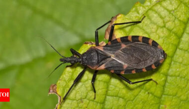 'Kissing bug' spreading across US; All about the rare and deadly Chagas disease that can cause fatal heart attacks and strokes