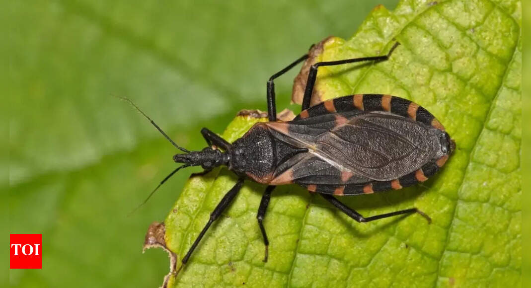 'Kissing bug' spreading across US; All about the rare and deadly Chagas disease that can cause fatal heart attacks and strokes
