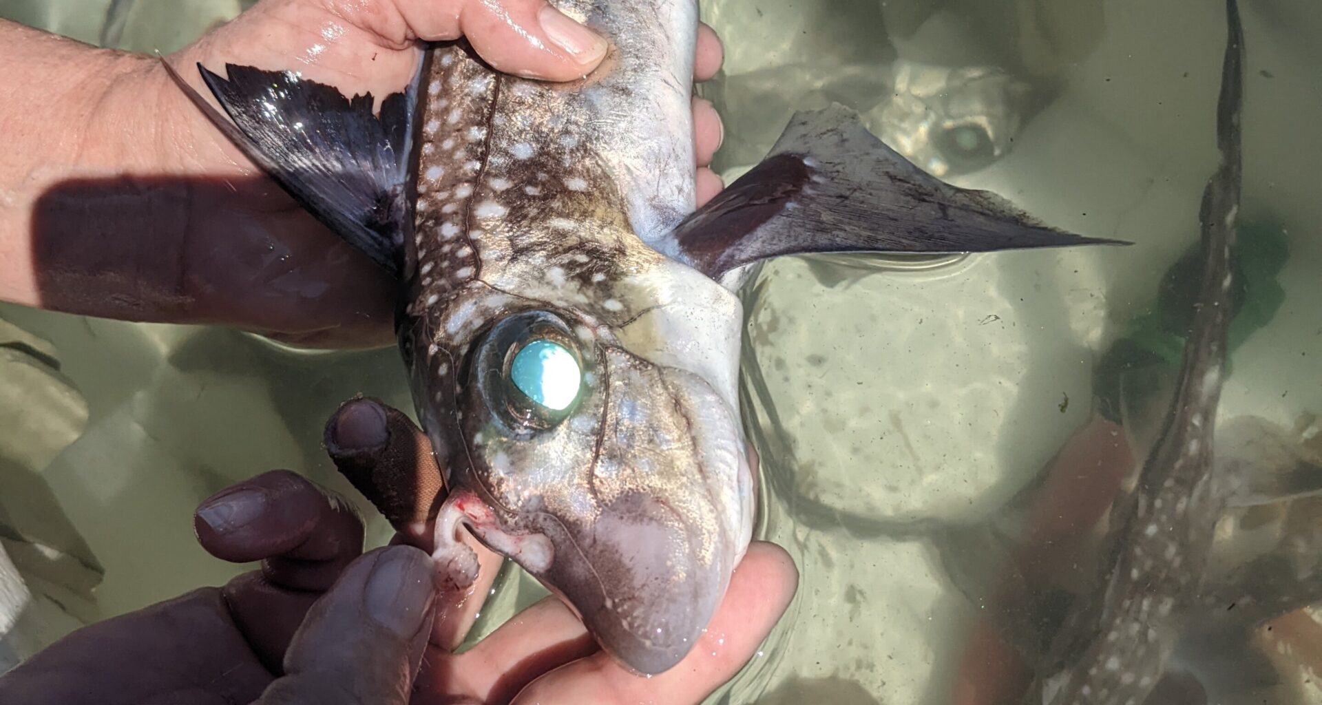 'Ghost sharks' grow forehead teeth to help them have sex, study suggests