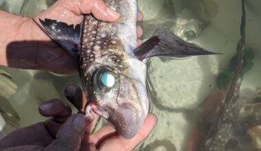 'Ghost sharks' grow forehead teeth to help them have sex, study suggests