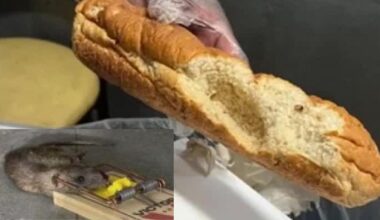 Rats in the kitchen frustrate Subway sandwich artists in Los Angeles
