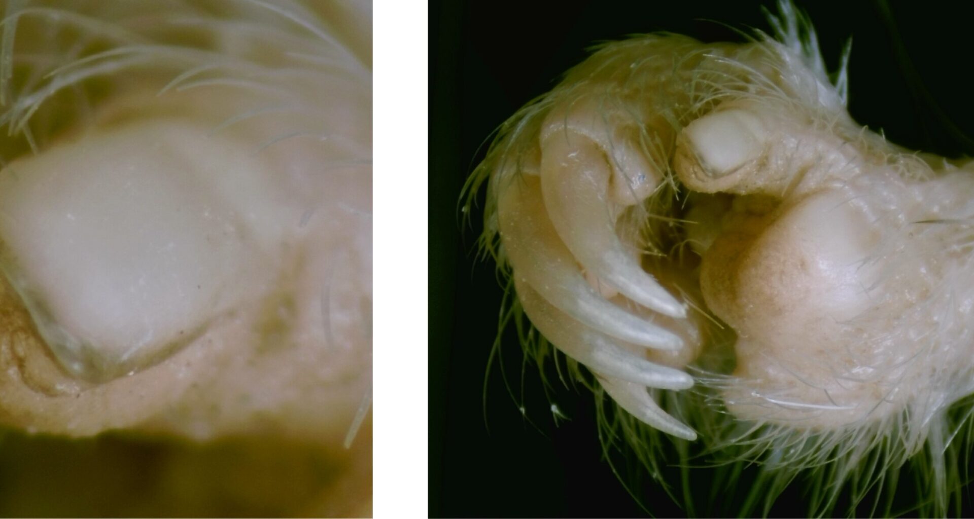 It might help explain how they took over the world