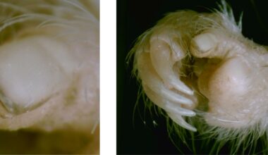 It might help explain how they took over the world