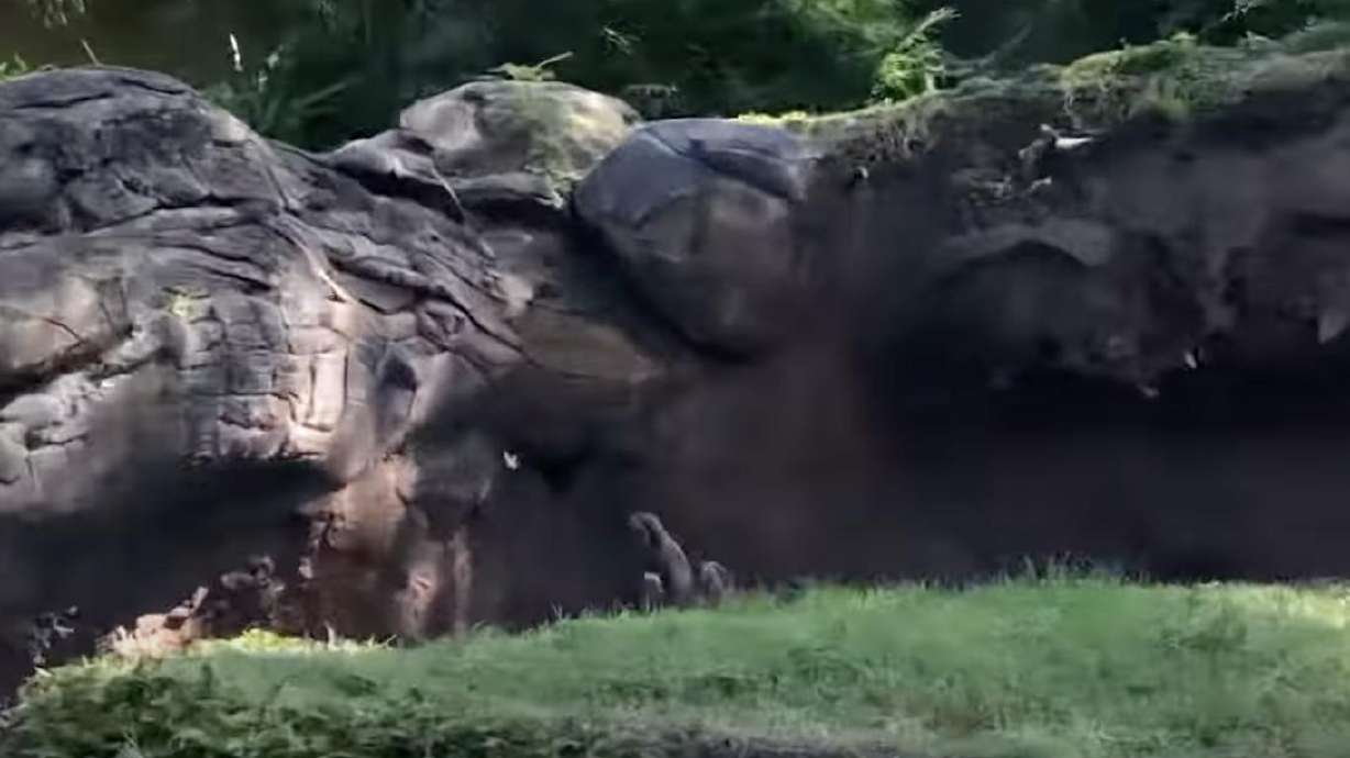 Have You Seen This? 4 otters playfully chase butterfly