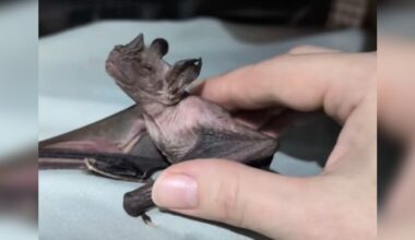 20-Year-Old Lab Bat Turns Into An Excited Puppy During Her Daily Massages