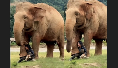 Elephant tenderly places feet on caretaker’s lap while she sings for it. Video