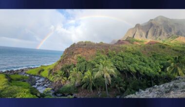 Healthy coconut trees cut down on popular Kaua‘i trail; state staff reprimanded for not protecting natural resources : Big Island Now