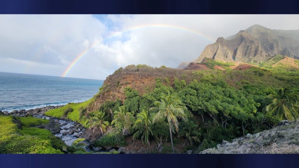 Healthy coconut trees cut down on popular Kaua‘i trail; state staff reprimanded for not protecting natural resources : Big Island Now