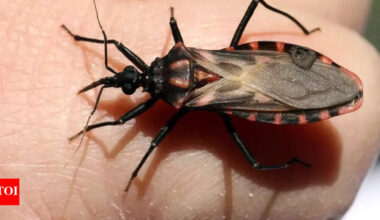 Deadly ‘Kissing Bugs’ spreading across US; Which states are affected and how to protect yourself from Chagas disease?