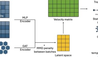 New method tracks gene expression changes to reveal cell fate decisions