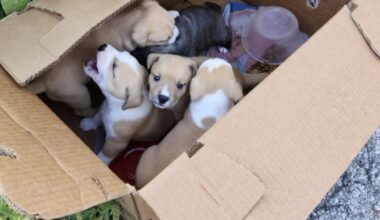 Mayor Gina Ortiz Jones gets unlikely ally in bid to stop anti-pet dumping ordinance