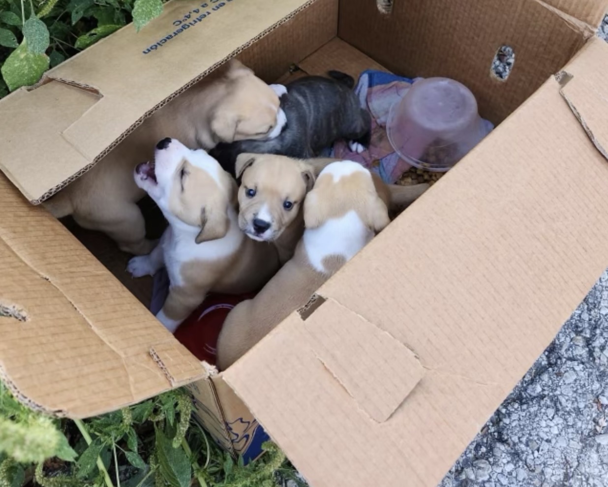 Mayor Gina Ortiz Jones gets unlikely ally in bid to stop anti-pet dumping ordinance