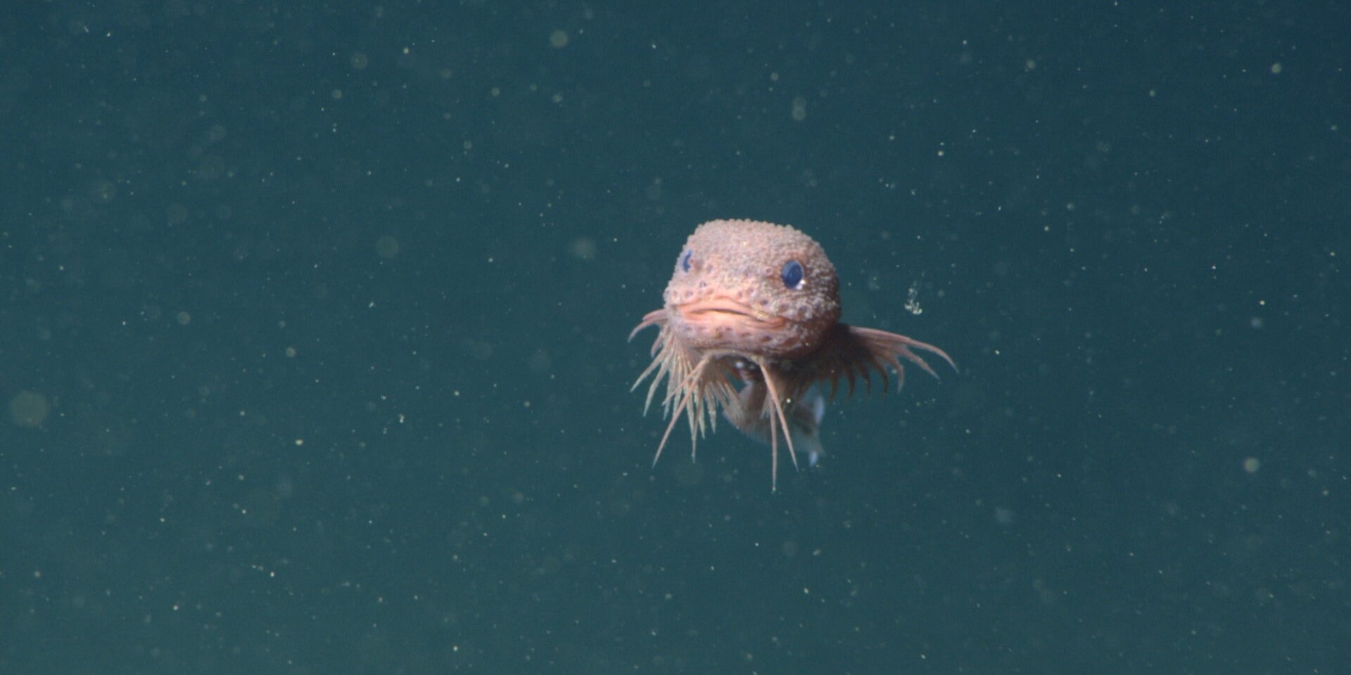 Advanced underwater technology reveals a new species of deep-sea snailfish