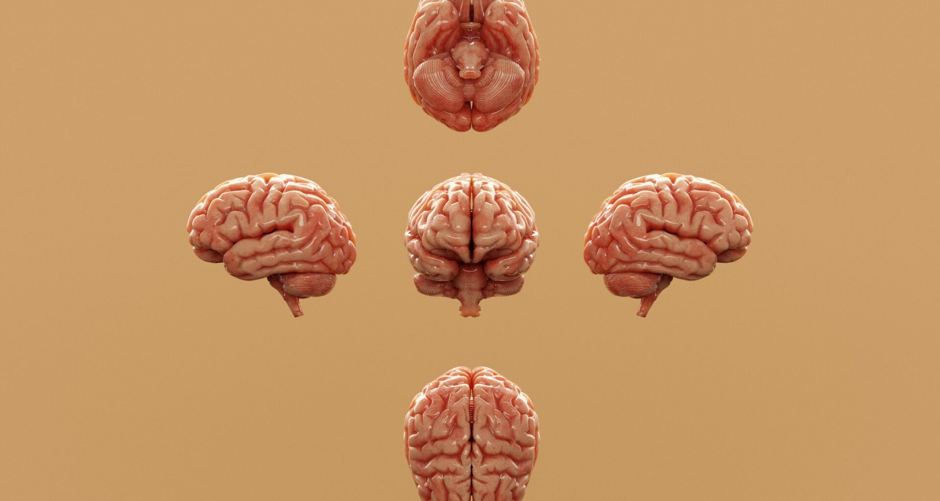 How evolution explains autism rates in humans