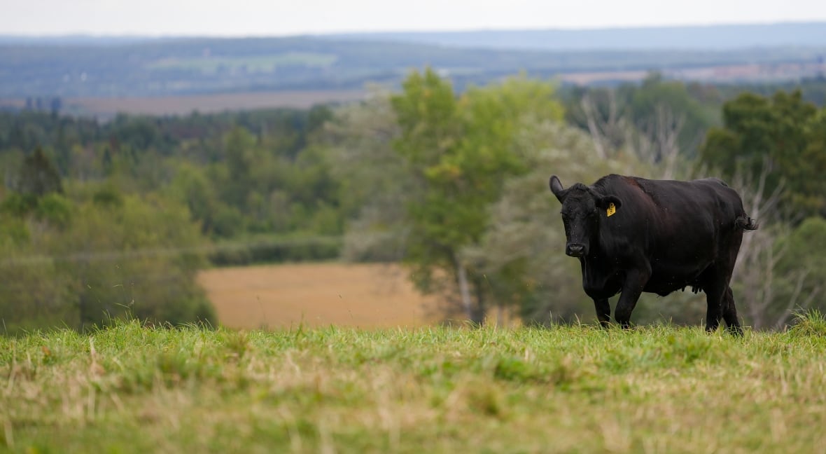 A black cow in a large field overlooking a valley.