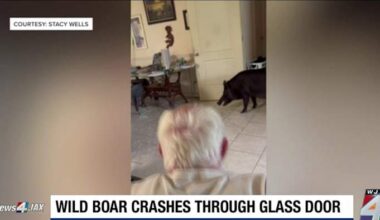 Florida man, dog survive encounter with wild boar that crashed through glass door, refused to leave home