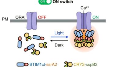 Compact genetic light switches may offer safer, more precise disease treatments