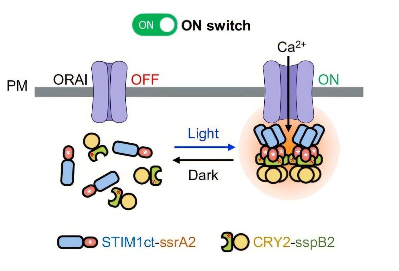 Compact genetic light switches may offer safer, more precise disease treatments