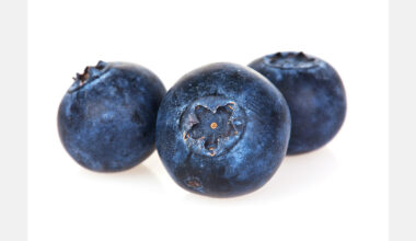 Argentinian blueberry production faces a season marked by a loss of competitiveness