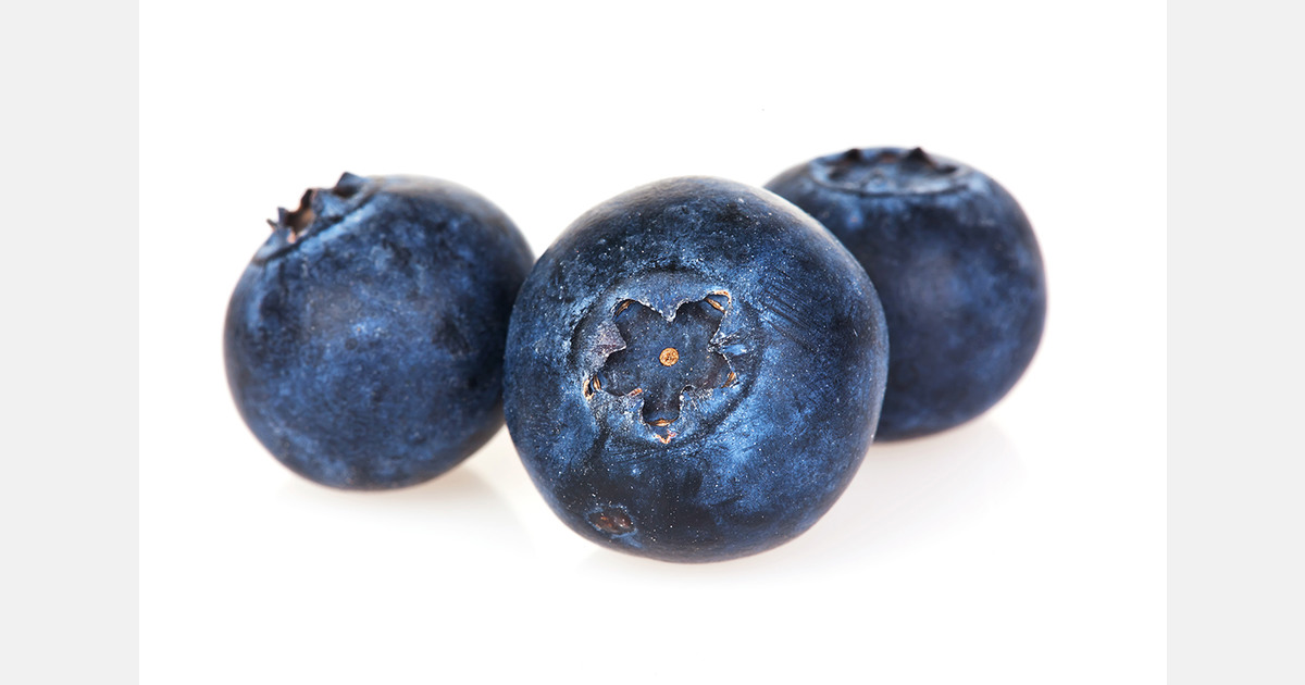 Argentinian blueberry production faces a season marked by a loss of competitiveness