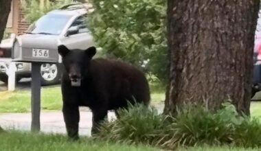 Bear or no bear? Maryland wildlife officials get a report of a sighting in Prince George’s Co.