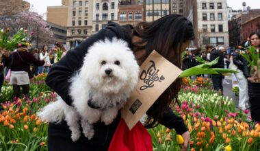 Best neighborhoods in NYC for dog lovers, top dog breeds in the city