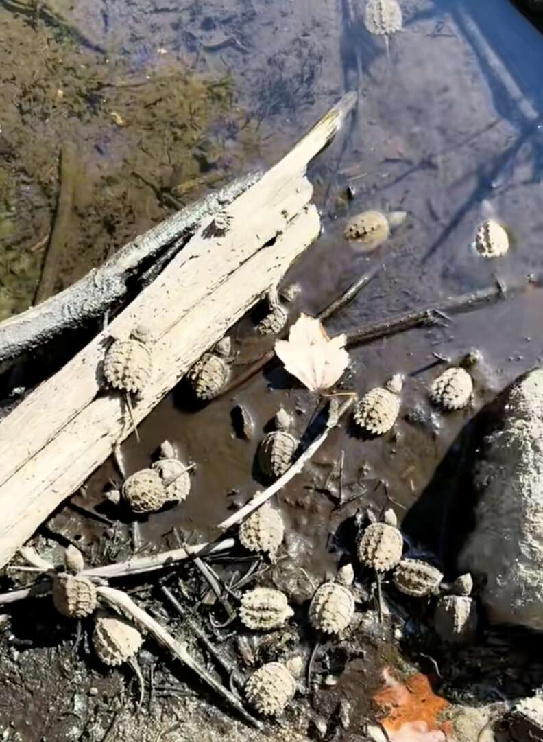 baby turtles