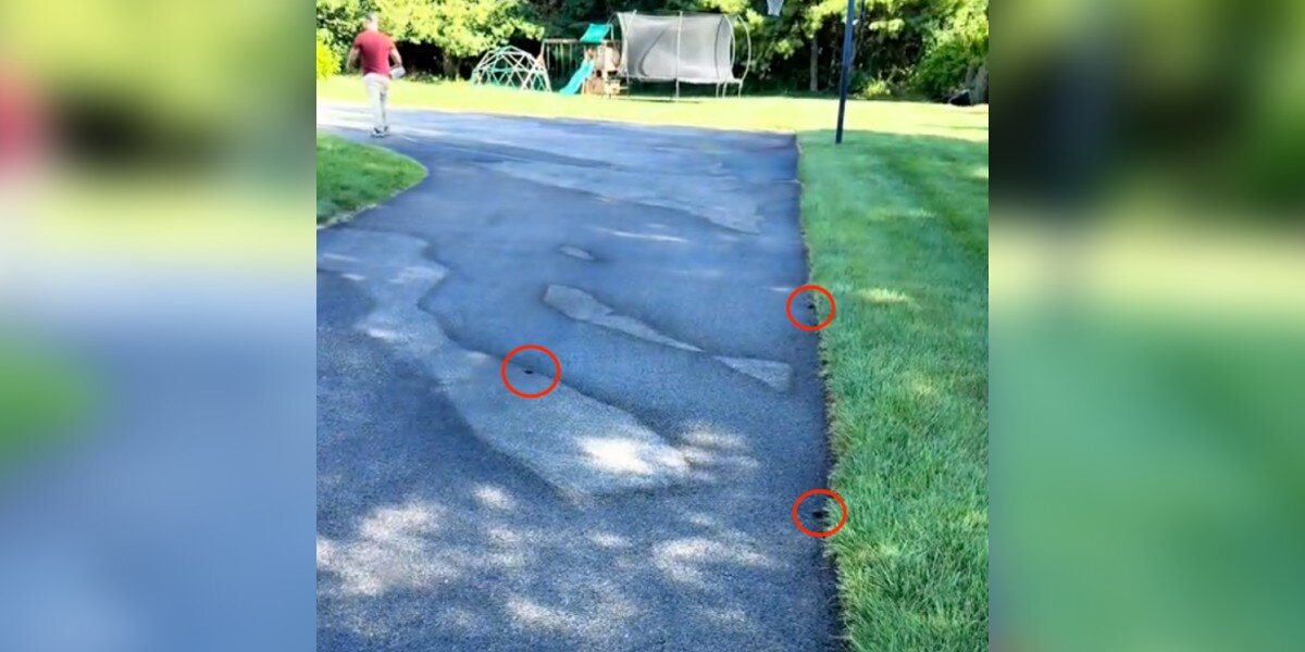 Man Leaving For Work Finds Dozens Of Wild Babies All Over His Driveway