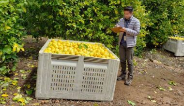 State officials issue citrus quarantine in northern San Diego County